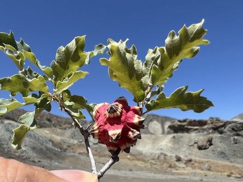 Andricus curtisii