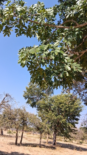 African teak