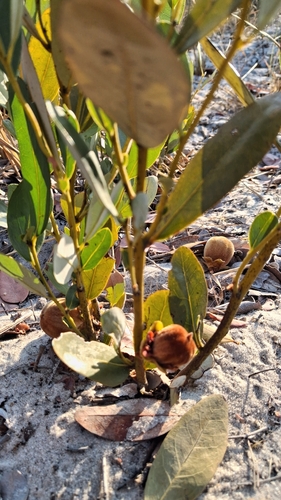Wild Persimmon