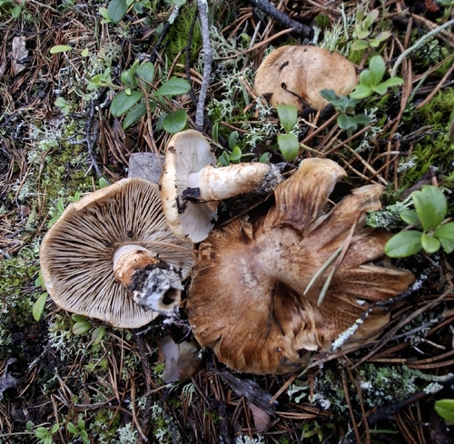 Necklace Tricholoma