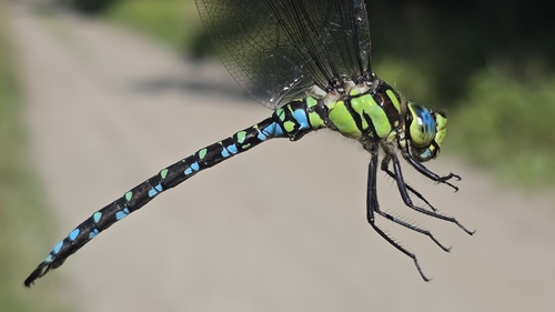 Southern Hawker