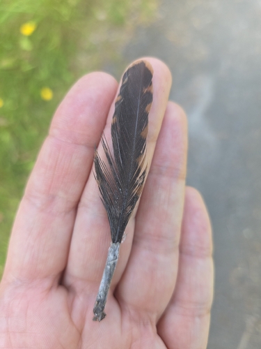 Eurasian Woodcock