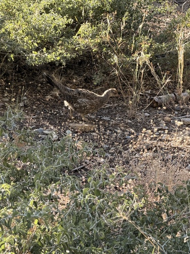 iNaturalist observation photo of Sooty Grouse