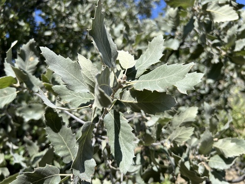 Mount Tabor oak