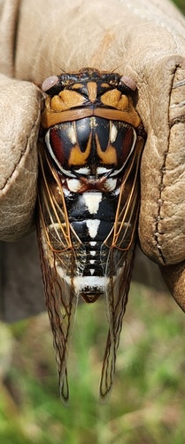 Bush Cicada
