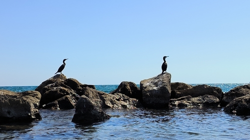 European Shag