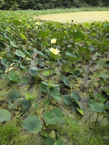 American lotus