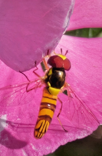 Oblique Streaktail