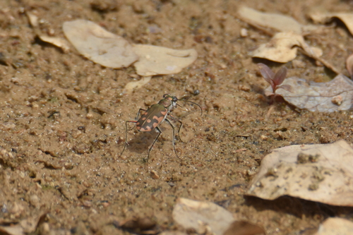 Calomera fimbriata