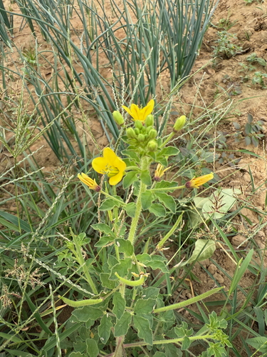 Asian Spiderflower