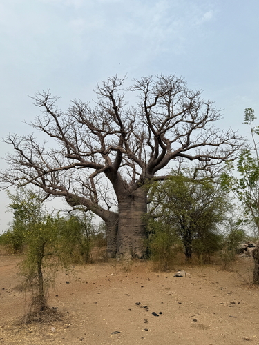 African baobab