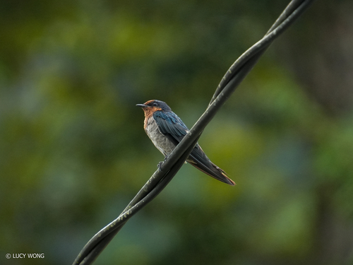 Pacific Swallow