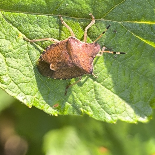 Vernal Shield Bug