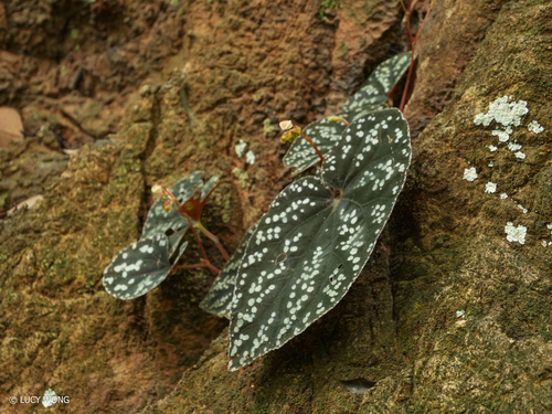 Begonia integrifolia