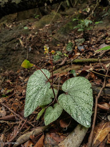 Begonia integrifolia