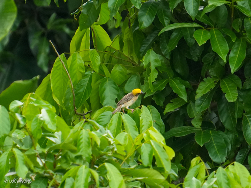 Baya Weaver