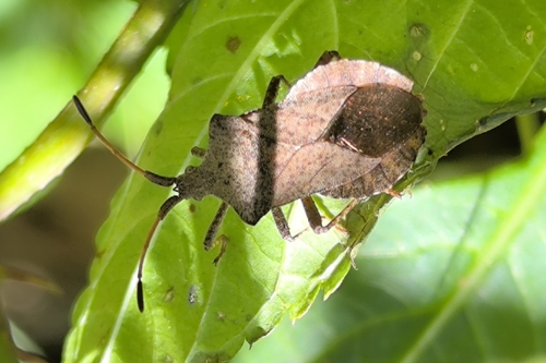 Dock Bug