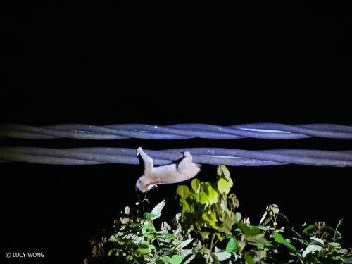 Sunda Slow Loris