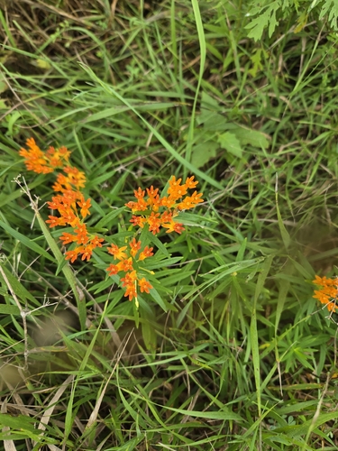 butterfly milkweed