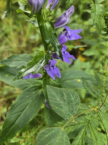 great blue lobelia