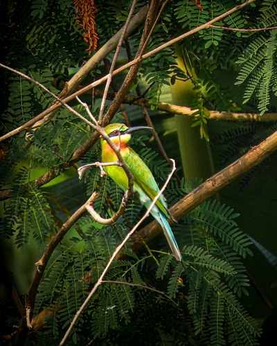 Blue-tailed Bee-eater