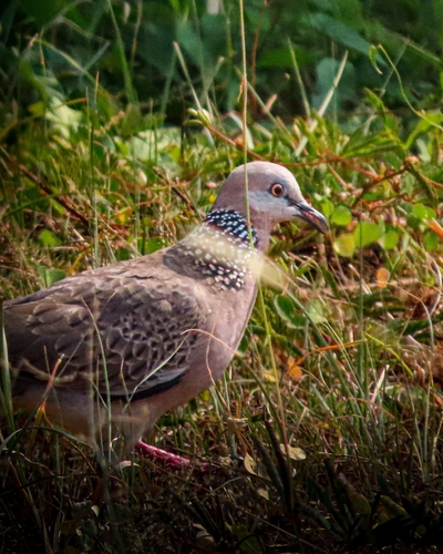 Spotted Dove