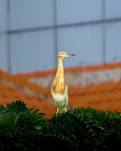 Javan Pond-Heron