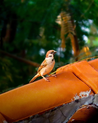 Eurasian Tree Sparrow