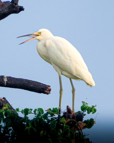 Great Egret