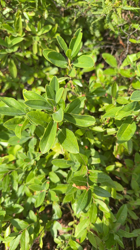 sheep laurel