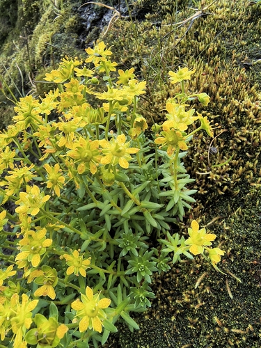 Yellow Saxifrage