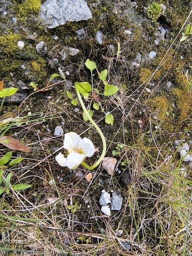 marsh grass-of-Parnassus