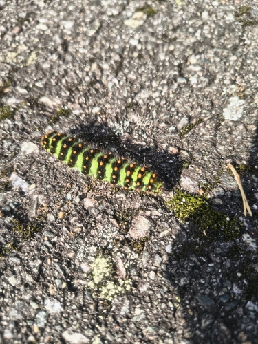 Small Emperor Moth
