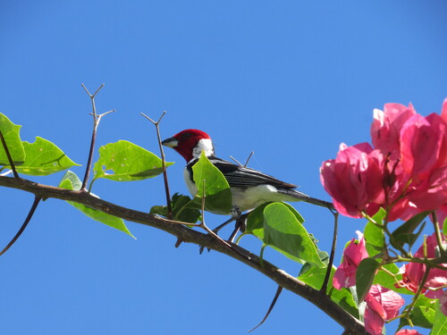 Red-cowled Cardinal