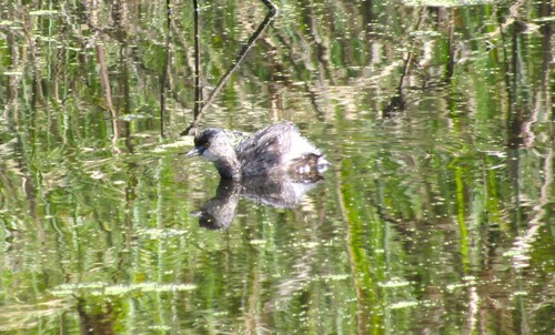 Least Grebe