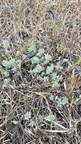 fringed sagebrush
