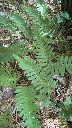 rock polypody