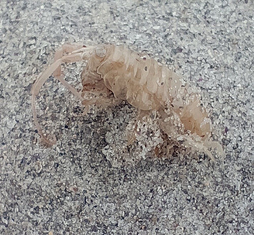 European Sand Hopper