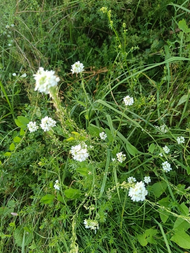 hoary alyssum