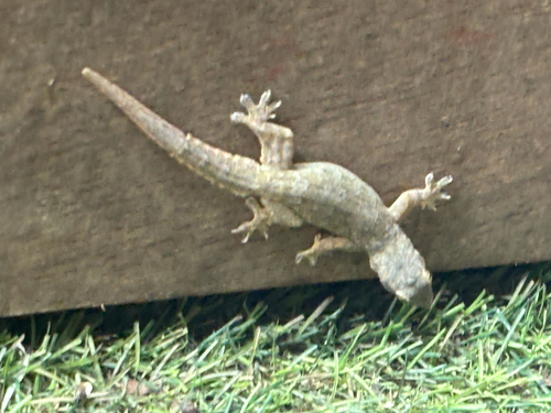 Flat-tailed House Gecko