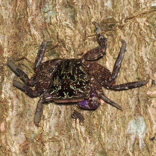 Metopograpsus latifrons
