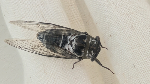 Northern Dusk-singing Cicada