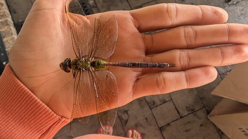 Common Green Darner