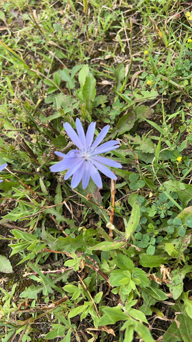 chicory