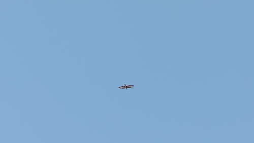 Common Buzzard