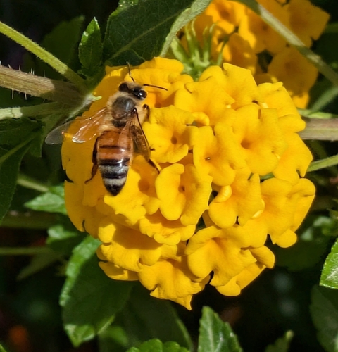 Western Honey Bee