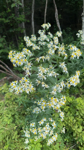 flat-top white aster