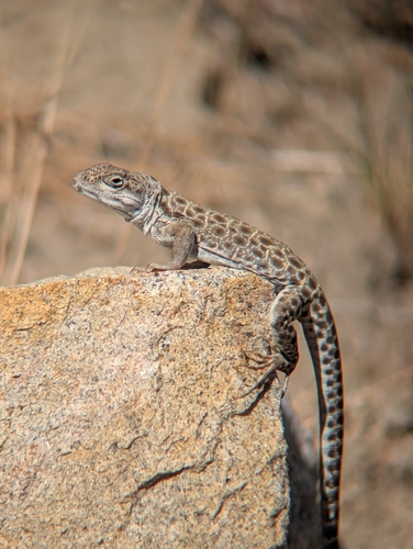 iNaturalist observation photo of Long-nosed Leopard Lizard