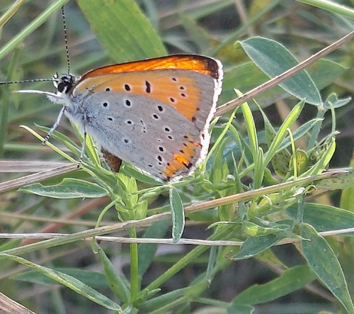Large Copper