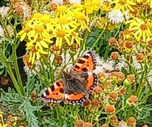 Small Tortoiseshell